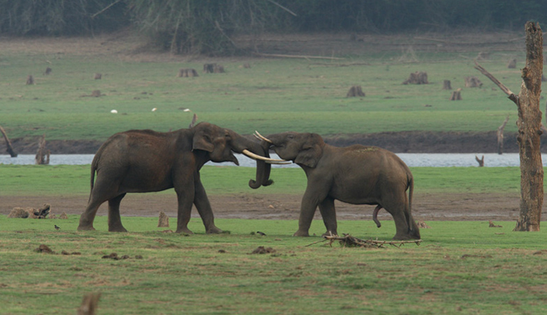 Plan Your Jungle Safari - Nagarahole Tiger Reserve