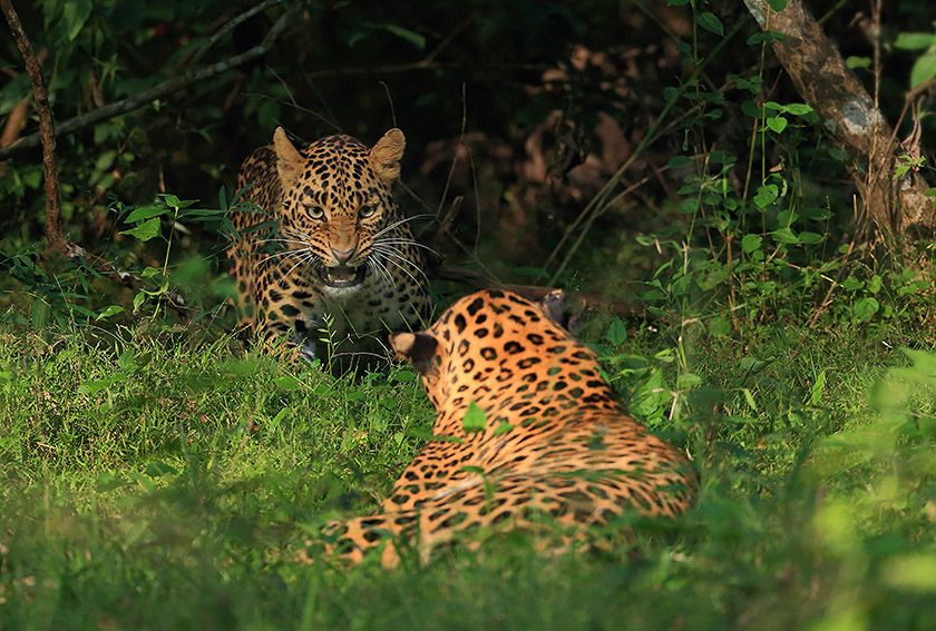 Plan Your Jungle Safari - Nagarahole Tiger Reserve