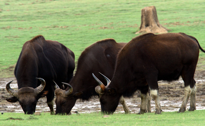 Plan Your Jungle Safari - Nagarahole Tiger Reserve