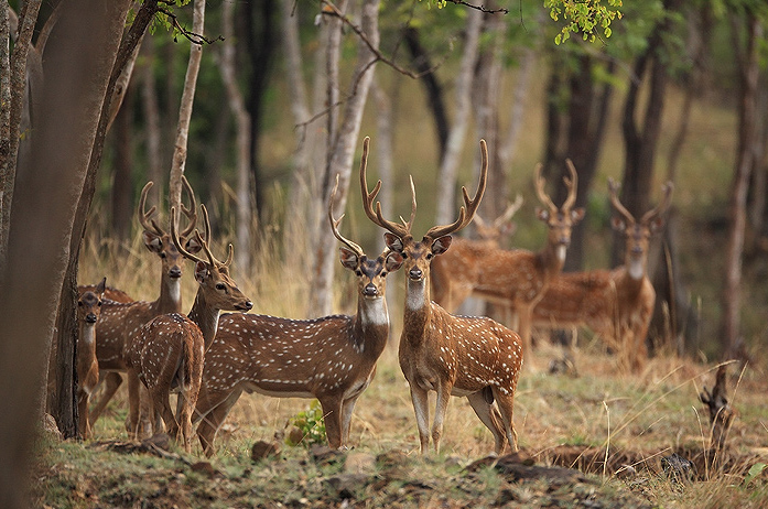 Plan Your Jungle Safari - Nagarahole Tiger Reserve
